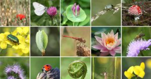 Garden biodiversity