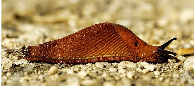 anti-slug