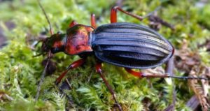 A carabid on moss