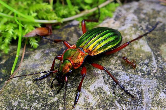 a carabid slug predator