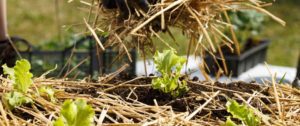 Mulching between rows of lettuces