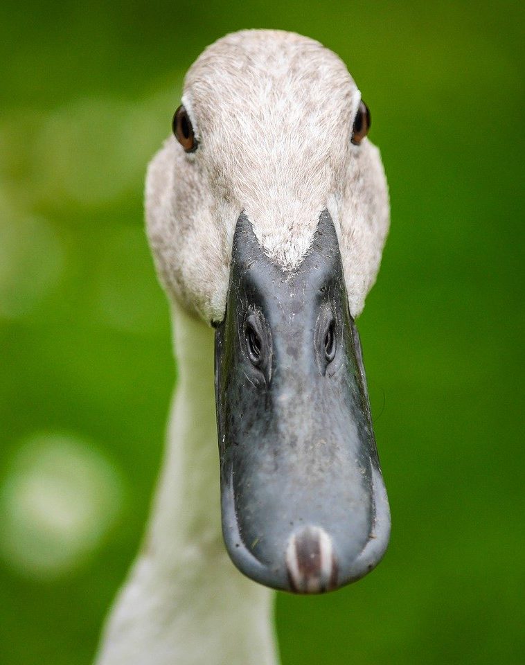 indian runner ducks help control slugs in permaculture