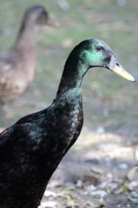 renting Indian racing ducks has its drawbacks