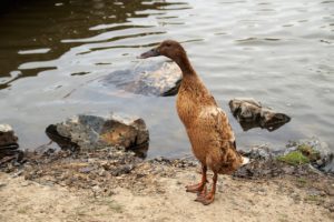 building a pond for Indian racing ducks