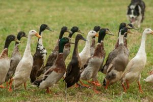 housing indian runner ducks helps control slugs