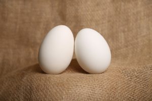 Indian racing duck eggs