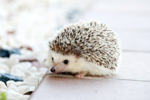 a baby hedgehog predates slugs