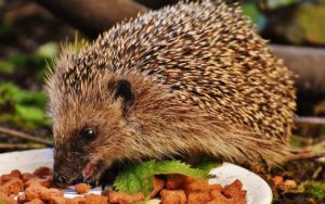 a hedgehog eats cat food