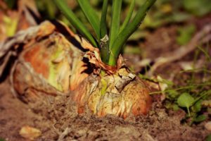 Onion, a slug-repellent plant