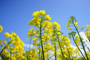 Mustard for sacrificial mass