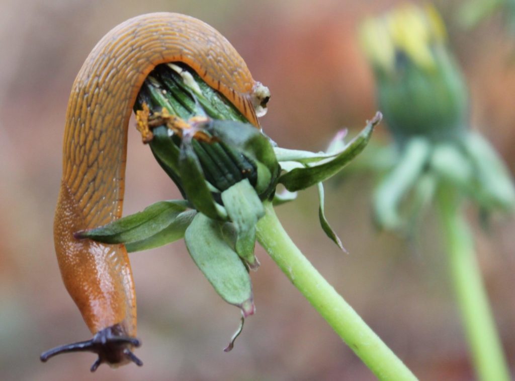 a slug eating a dandelion flower