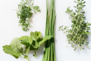 aromatic herbs that slugs don't like to eat