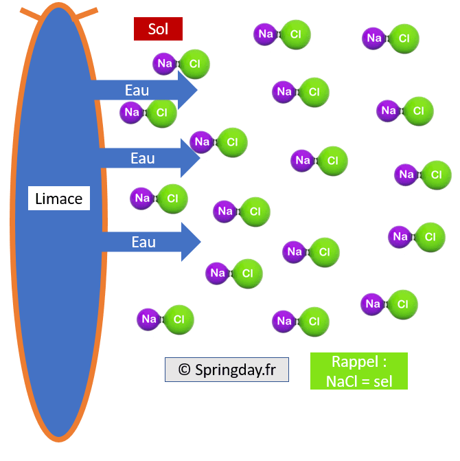 why does salt kill slugs?