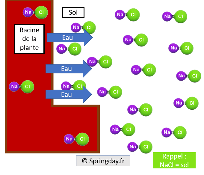 Image response to: Why does coarse salt kill plants?