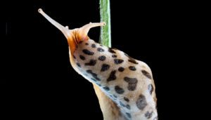 photo of spotted slug
