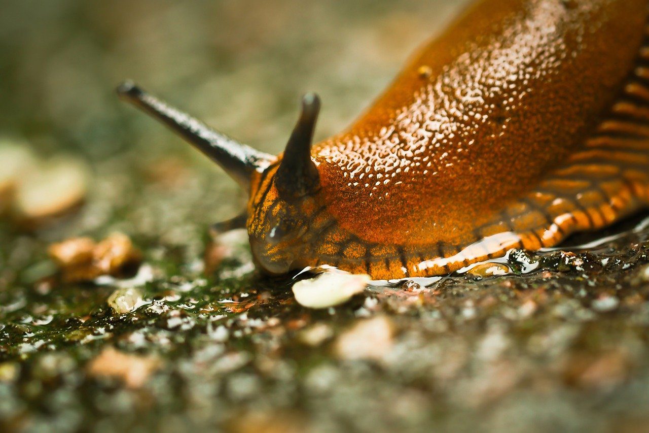 A slug  