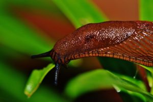 garden slugs
