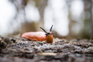 slugs must be collected before copper barriers are used