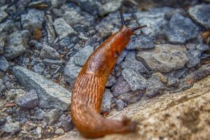 copper barriers protect the vegetable garden from slugs
