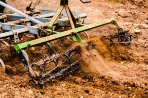 tilling the soil kills beetles