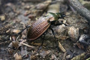 a beetle in the garden