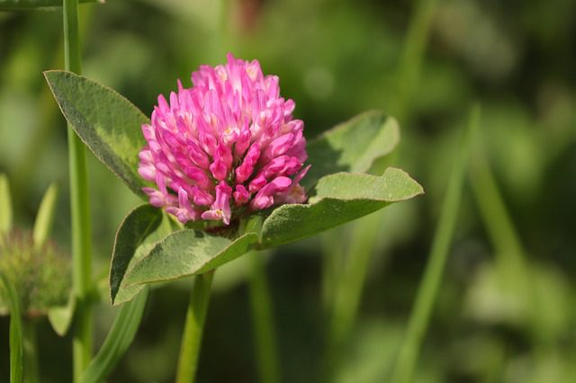 the carabid beetle is attracted to red clover