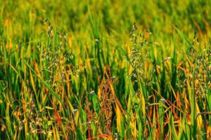 carabid beetles eliminate weeds