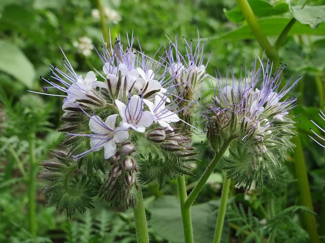 the carabid beetle is attracted to phacelia