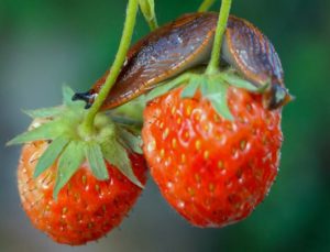 grandmother's remedy against slugs on strawberries