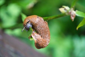 a slug on grass