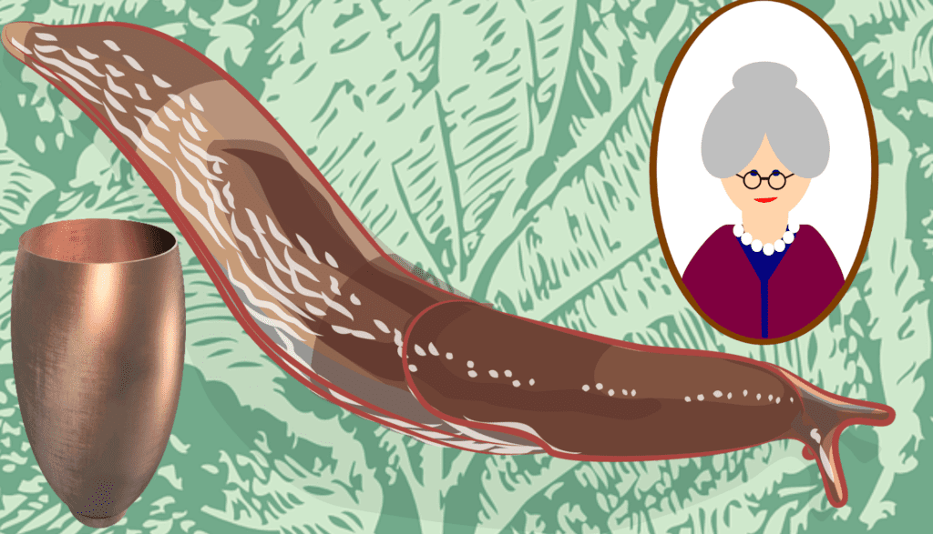 grandmother's remedy against slugs