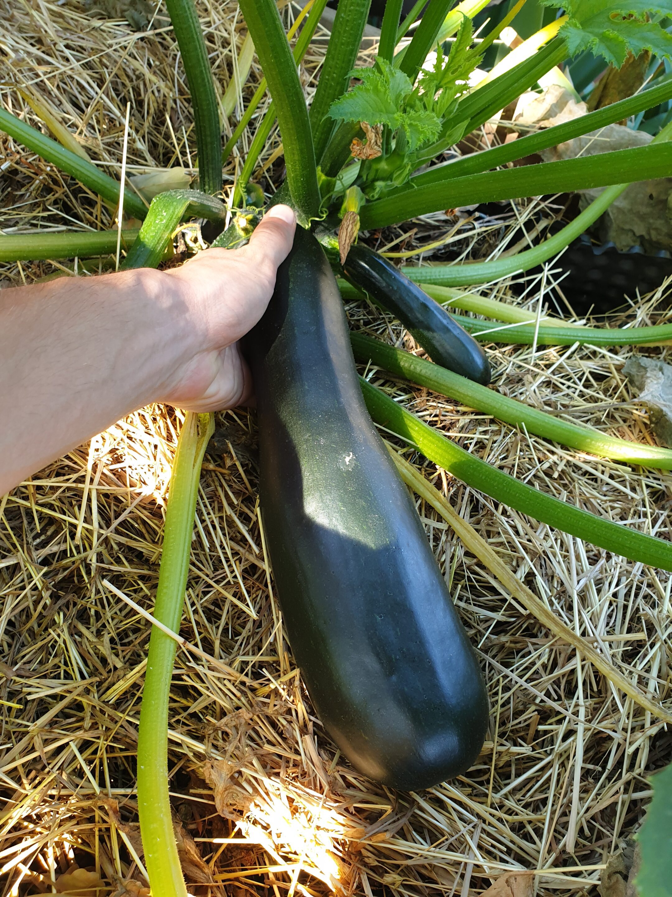 zucchini