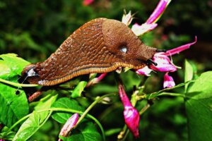 large slug