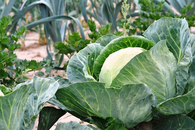 anti-slug white vinegar vegetable garden