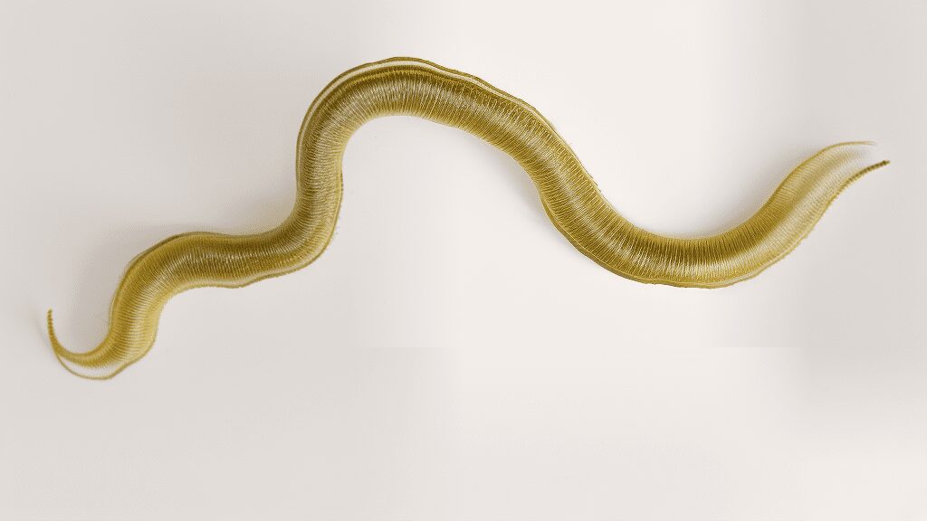 nematodi ph limaci<br />
