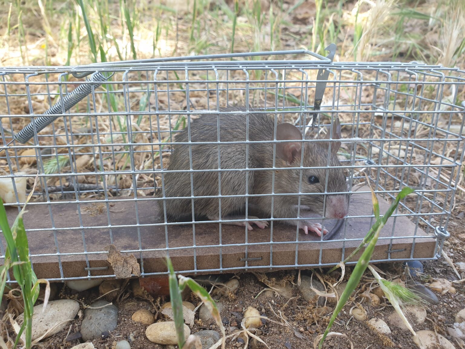 rat nibbling zucchini