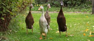 Canards coureurs indiens