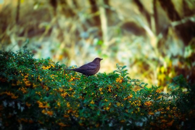Birds eating slugs