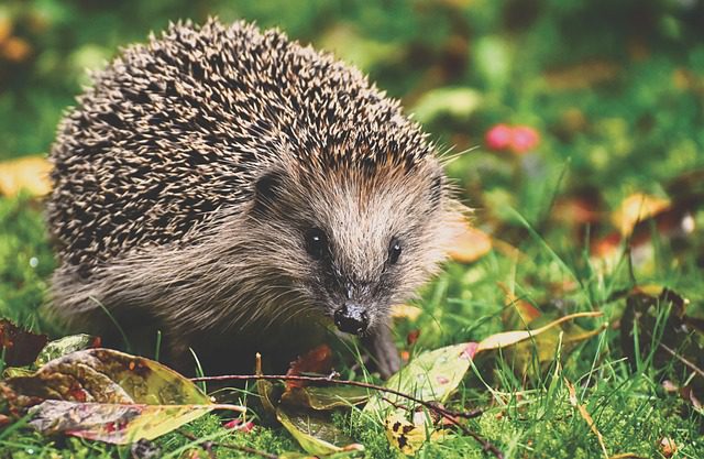 Hedgehog eats slug