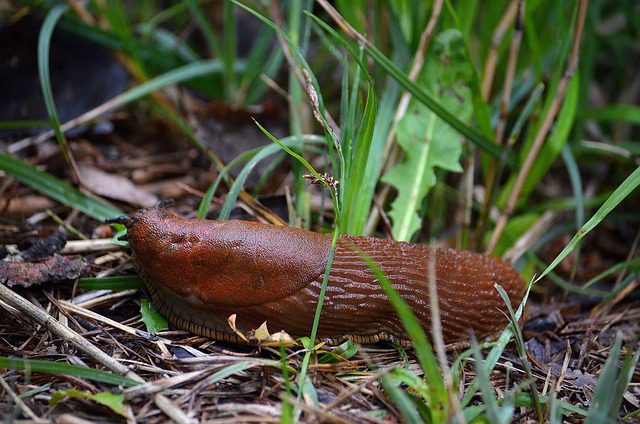 Differences between slugs and nudibranches